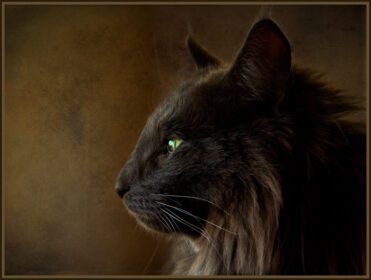 دانلود والپیپر جنگل سیاه گربه پرتره پروفایل حیات وحش