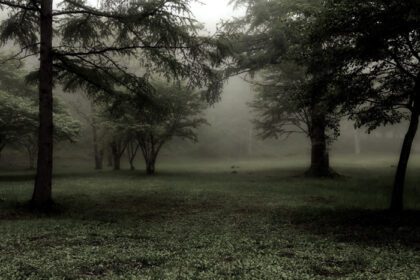 دانلود والپیپر جنگل مه سبز تیره درختان خاموش