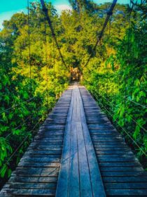 دانلود عکس پل چوبی معلق برای قدم زدن در طبیعت سبز