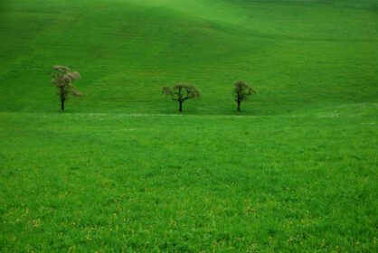 دانلود عکس سه درخت در مرتع سبز