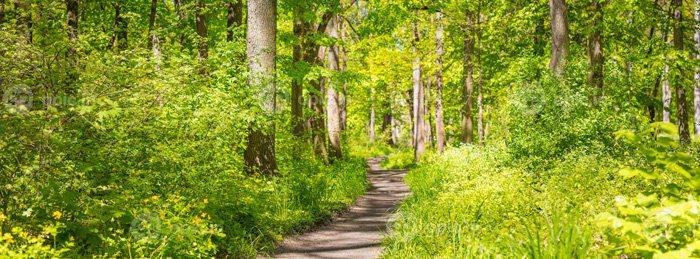 دانلود دنباله عکس در یک جنگل سبز چشم انداز پانوراما در بهار