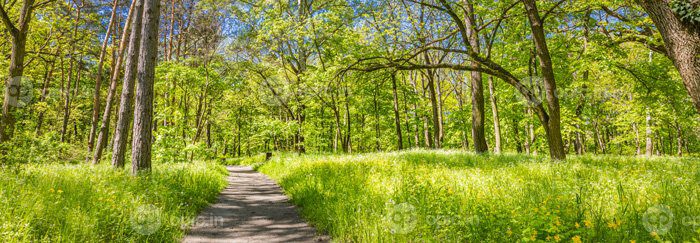 دانلود دنباله عکس در یک جنگل سبز چشم انداز پانوراما در بهار