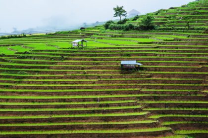 دانلود عکس سفر فصل بارانی منظره تراس برنج در ممنوعیت