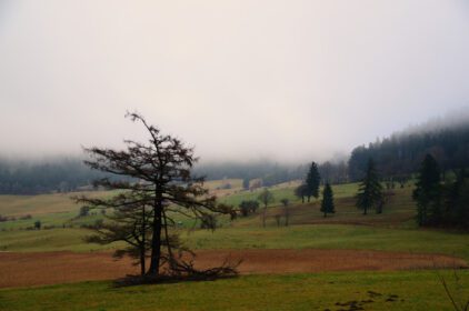 دانلود عکس درخت و جنگل در مه