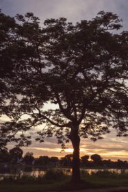 دانلود عکس شبح درخت در غروب آفتاب دریاچه رودخانه کنار طبیعت زیبا