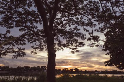 دانلود عکس شبح درخت در غروب آفتاب دریاچه رودخانه کنار طبیعت زیبا