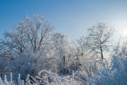 دانلود عکس درختان پوشیده از یخبندان در یک روز یخبندان آفتابی