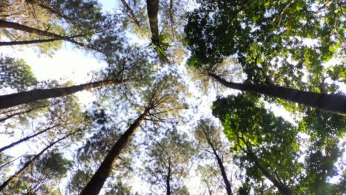 دانلود عکس درختان در طبیعت جنگل