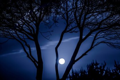 دانلود عکس درختان در طبیعت در پارک در شب