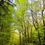 سبد خرید و پرداخت