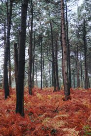 دانلود عکس درختان در جنگل در طبیعت در فصل پاییز