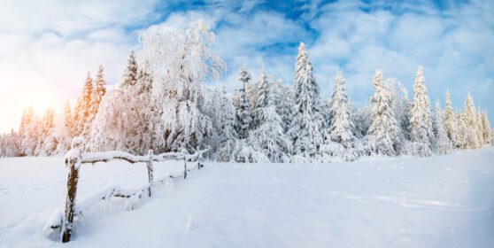دانلود عکس درختان در زمستان
