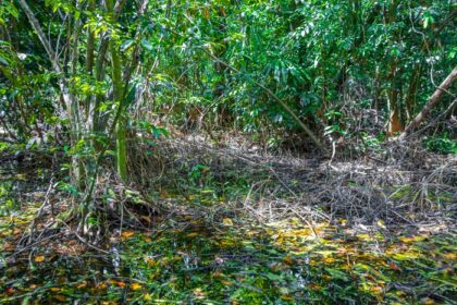 دانلود عکس حیات دریایی جنگل های استوایی در حوضچه آب طبیعت مکزیک