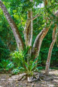 دانلود عکس جنگل طبیعی گرمسیری گیاهان جنگلی درختان muyil mayan