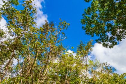 دانلود عکس گیاهان استوایی در جنگل طبیعی جنگل پلایا دل کارمن