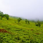 دانلود وکتور مفهوم ساحل تابستانی نمای ساحل با حلقه شنا برگ و گل شنی