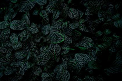 دانلود عکس بافت برگ سبز در پس زمینه تیره از نزدیک جزئیات