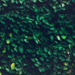 تصویر دانلود دسته گل نخل سبز شاخه های سبز نمای طبیعت سبز طبیعی