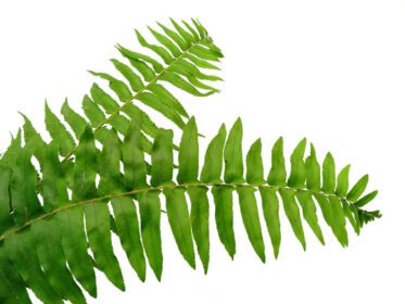 دانلود عکس برگ سبز polypodiophyta جدا شده در پس زمینه سفید