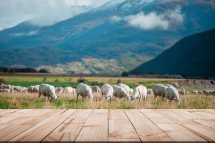 دانلود عکس گوسفند سفید در مزرعه با چوب نمایش پرسپکتیو