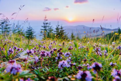 دانلود عکس گل های وحشی در کوه در غروب آفتاب