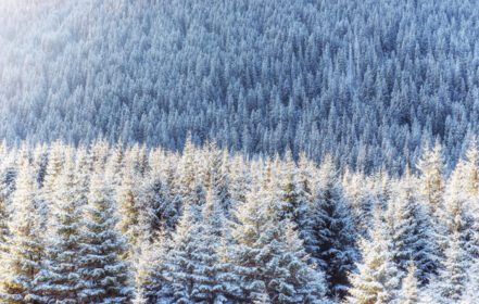 دانلود عکس مناظر زمستانی درخشان با نور خورشید صحنه زمستانی دراماتیک