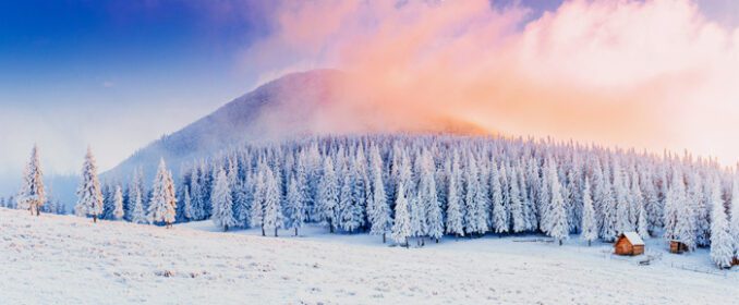 دانلود عکس درختان منظره زمستانی در سرما