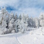 دانلود وکتور شهر و درخت کریسمس