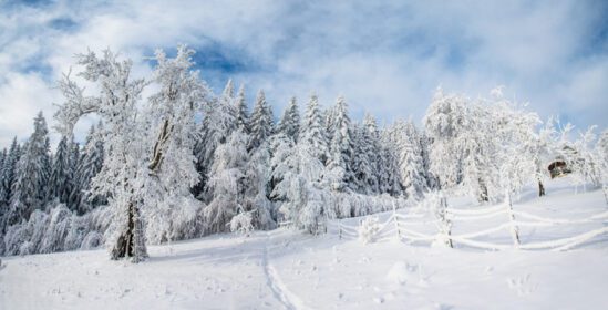 دانلود عکس درختان منظره زمستانی در سرما
