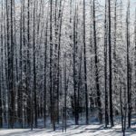 سبد خرید و پرداخت