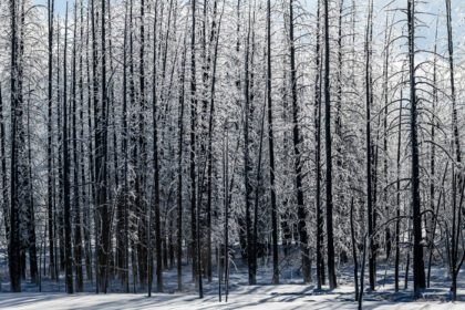 دانلود عکس مناظر زمستانی از پارک ملی یلواستون