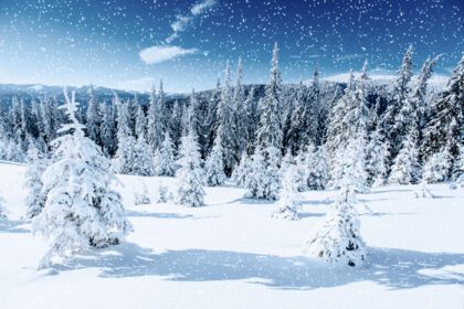 دانلود عکس درخت زمستانی در برفی کارپات اوکراین اروپا بوکه