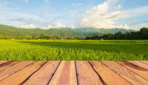دانلود عکس کف چوبی منظره مزرعه برنج مناظر زیبای طبیعی