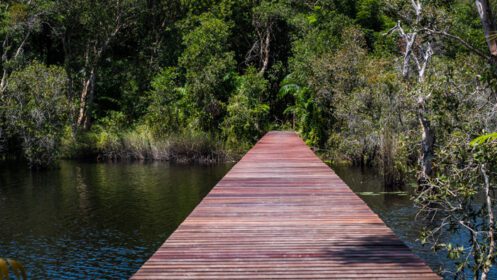 دانلود عکس مسیر چوبی در دریاچه جنگلی سبز عمیق چوبی زیبا
