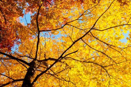 دانلود عکس برگ و شاخه های زرد در پاییز