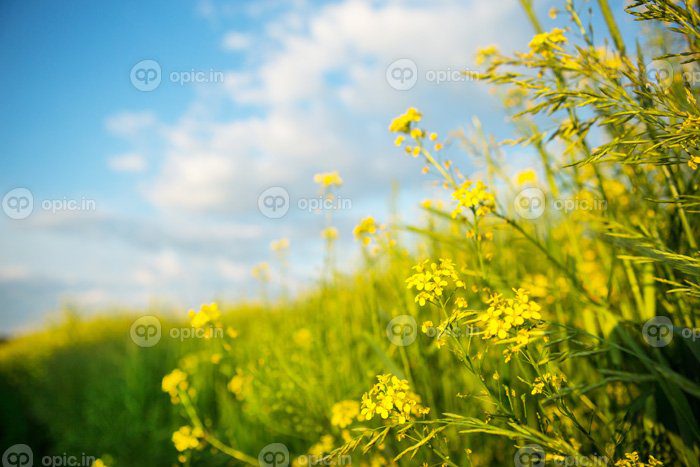 دانلود عکس گل های وحشی زرد گندم سیاه کلزا در تابستان علیه