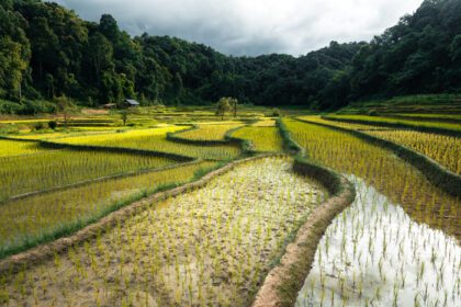 دانلود عکس گیاه جوان برنج در مزرعه