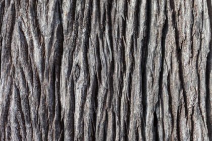 دانلود عکس بافت چوب قدیمی وینتیج طبیعی