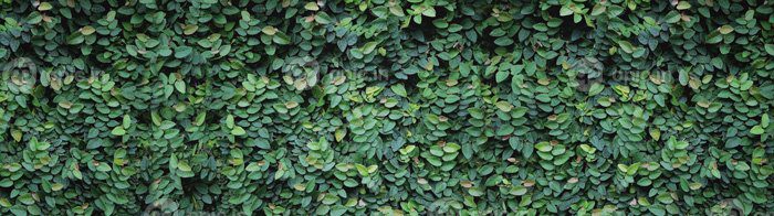 دانلود عکس پانوراما با برگ گیاه زینتی در باغچه کوچک