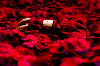 دانلود والپیپر پرتره گل قرمز شیطان شیطان رنگ صورتی برگ پاییزی گل گیاه گل رز تاریکی گلبرگ والپیپر کامپیوتر نزدیک عکس ماکرو شیطان
