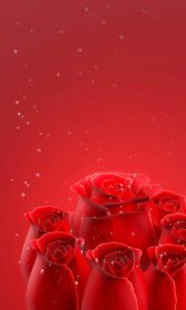 دانلود عکس گل رز قرمز بدون ساقه و برگ در پس زمینه قرمز