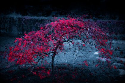 دانلود والپیپر نور خورشید برگ شب قرمز شاخه بنفش
