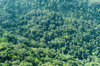 دانلود عکس نمای بالای یک جنگل بزرگ در بافت برزیل از درختان مختلف