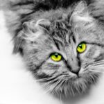 دانلود وکتور قهوه دستی بو دادن ماشین آیکون خط و پر کنید