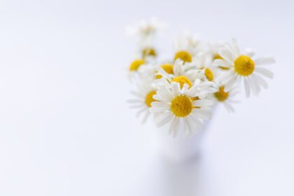 دانلود والپیپرهای سفید مینیمالیسم گل گیاهان