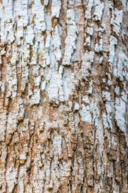 دانلود عکس بافت پوست درخت گرمسیری در جنگل طبیعی مکزیک