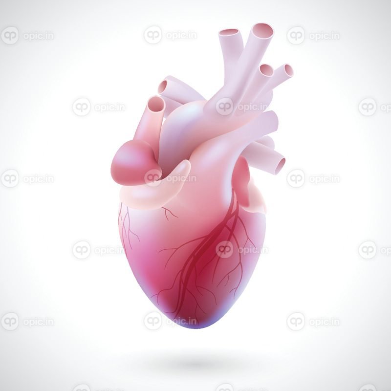 تصویر برداری سه بعدی از لوله های عروقی قلب انسان