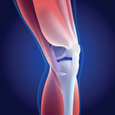 تصویر برداری سه بعدی از عضلات ران و ساق پا متصل به زانو