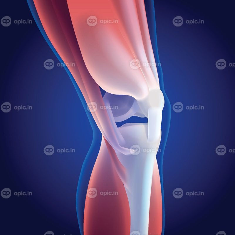 تصویر برداری سه بعدی از عضلات ران و ساق پا متصل به زانو