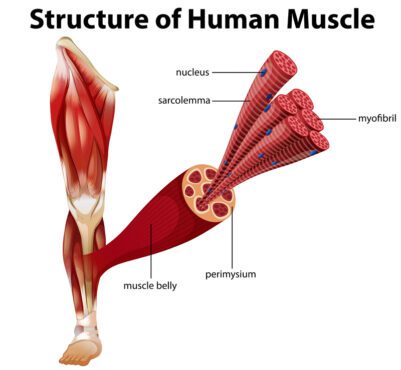 تصویر برداری ساختاری از عضلات انسان